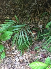 Taenitis blechnoides