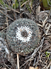 Mammillaria chionocephala