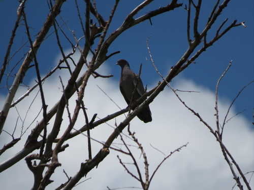 Picazuro Pigeon (Patagioenas picazuro), photo 5