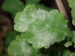 Erysiphe macleayae