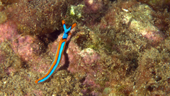 Thuridilla lineolata