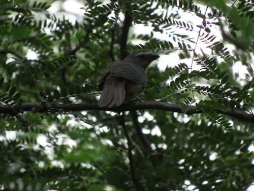 Bluish-grey Saltator (Saltator coerulescens), photo 6