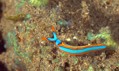 Thuridilla lineolata