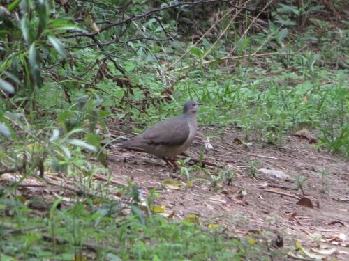 White-tipped Dove (Leptotila verreauxi), photo 7