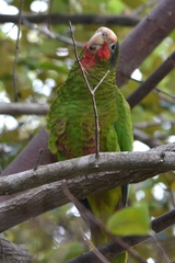 Amazona leucocephala