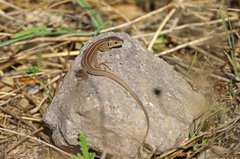 Lacerta trilineata hansschweizeri