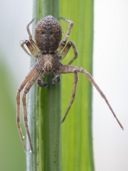 Philodromus cespitum