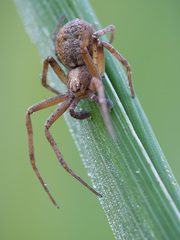 Philodromus cespitum