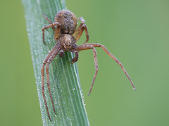Philodromus cespitum
