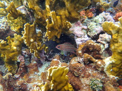 Neoniphon vexillarium