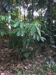 Pometia pinnata