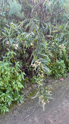 iNaturalist observation photo of mule fat