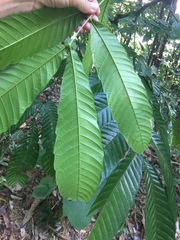 Pometia pinnata
