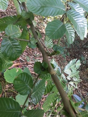 Pometia pinnata