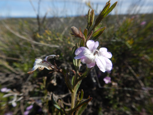 Coopernookia barbata (Coopernookia barbata)