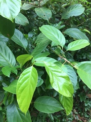 Elaeocarpus petiolatus