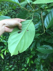 Elaeocarpus petiolatus