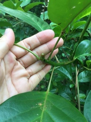 Elaeocarpus petiolatus