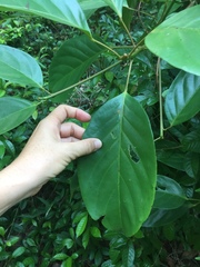 Elaeocarpus petiolatus