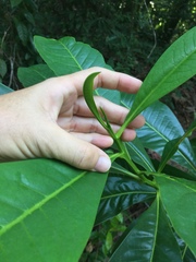 Ixonanthes reticulata
