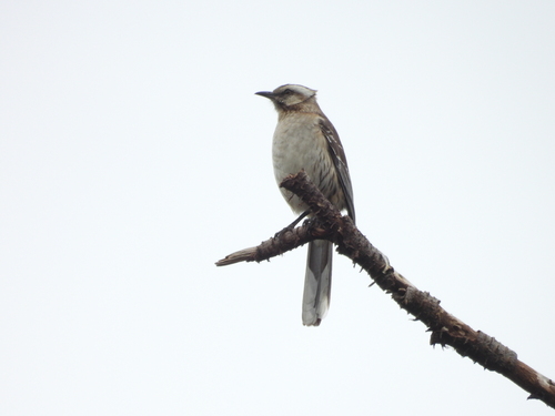 Chilean Mockingbird (Mimus thenca), photo 3