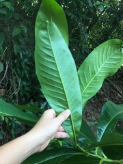 Ixonanthes reticulata