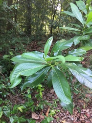 Ixonanthes reticulata
