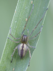 Cheiracanthium erraticum