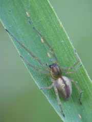 Cheiracanthium erraticum
