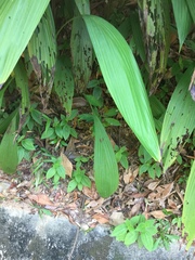 Molineria capitulata