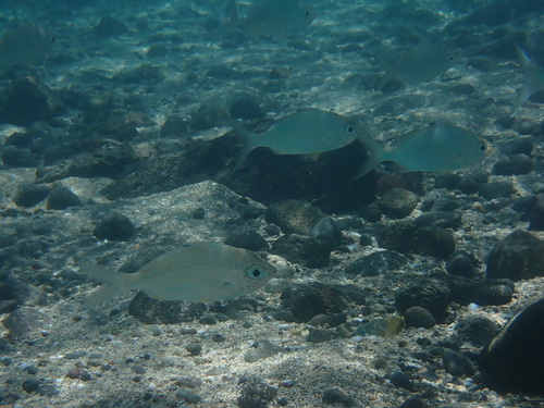 Blacktip mojarra (Gerres oyena) — Gerreidae — 3