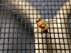 Bactrocera jarvisi
