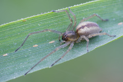 Cheiracanthium erraticum