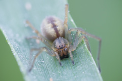 Cheiracanthium erraticum