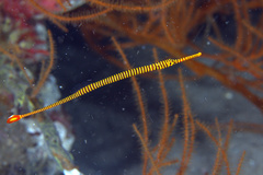 Dunckerocampus pessuliferus