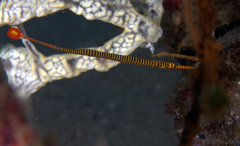Dunckerocampus pessuliferus