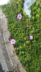 Ipomoea setifera