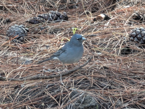 Tenerife Blue Chaffinch (Fringilla teydea), photo 2