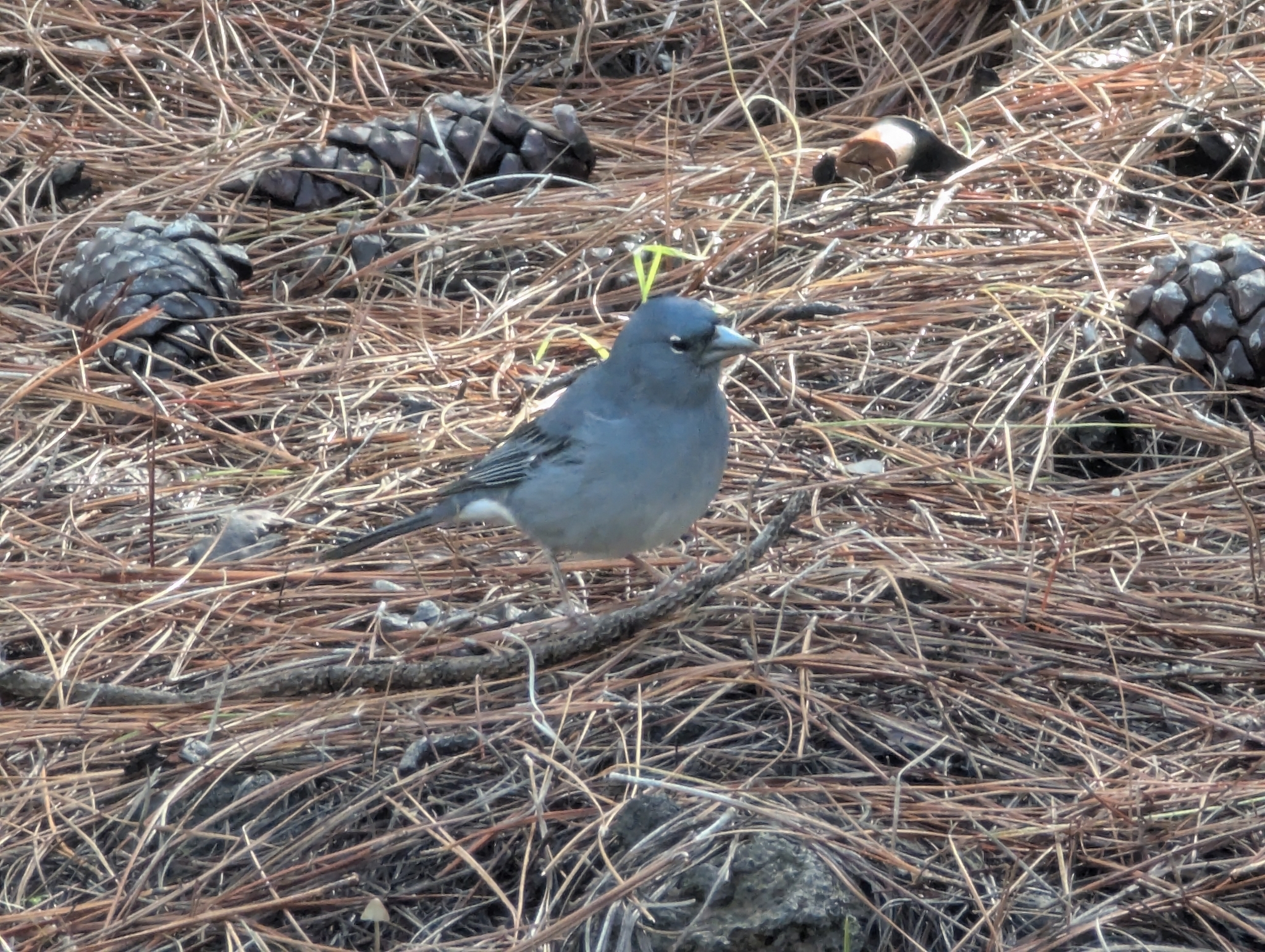 Tenerife Blue Chaffinch (Fringilla teydea), photo 2
