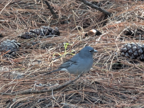 Tenerife Blue Chaffinch (Fringilla teydea), photo 3