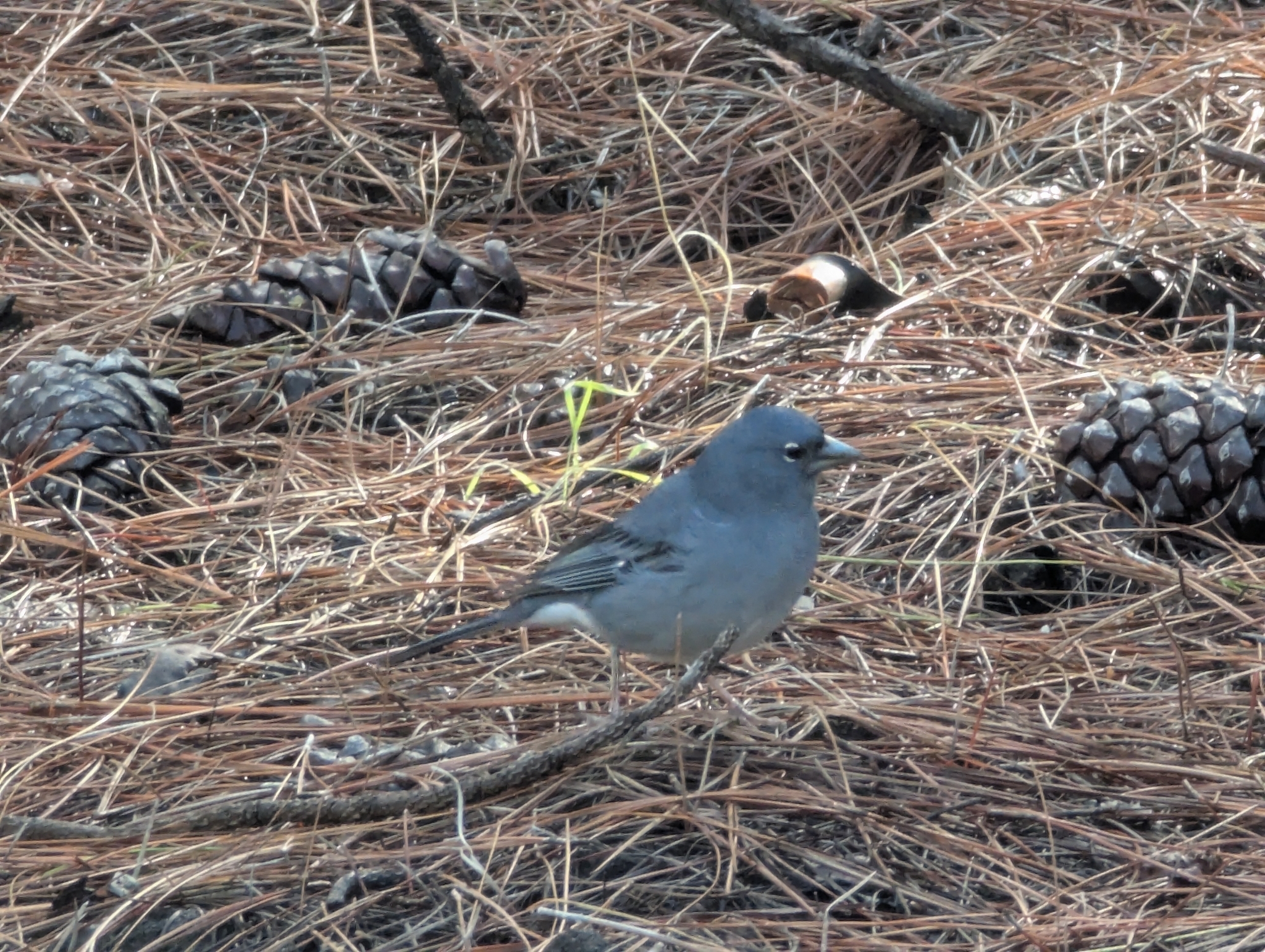 Tenerife Blue Chaffinch (Fringilla teydea), photo 3