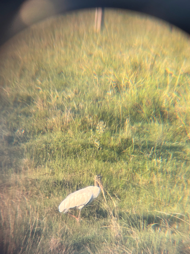 Wood Stork