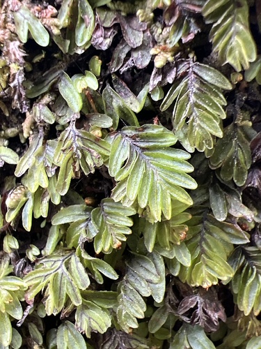 Red-haired filmy-fern (Hymenophyllum caespitosum)