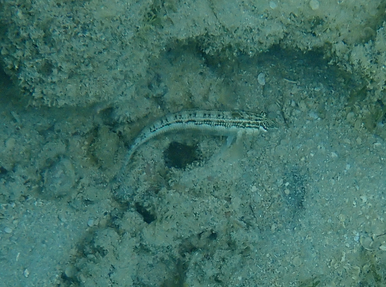 Southern Grubfish photo 6