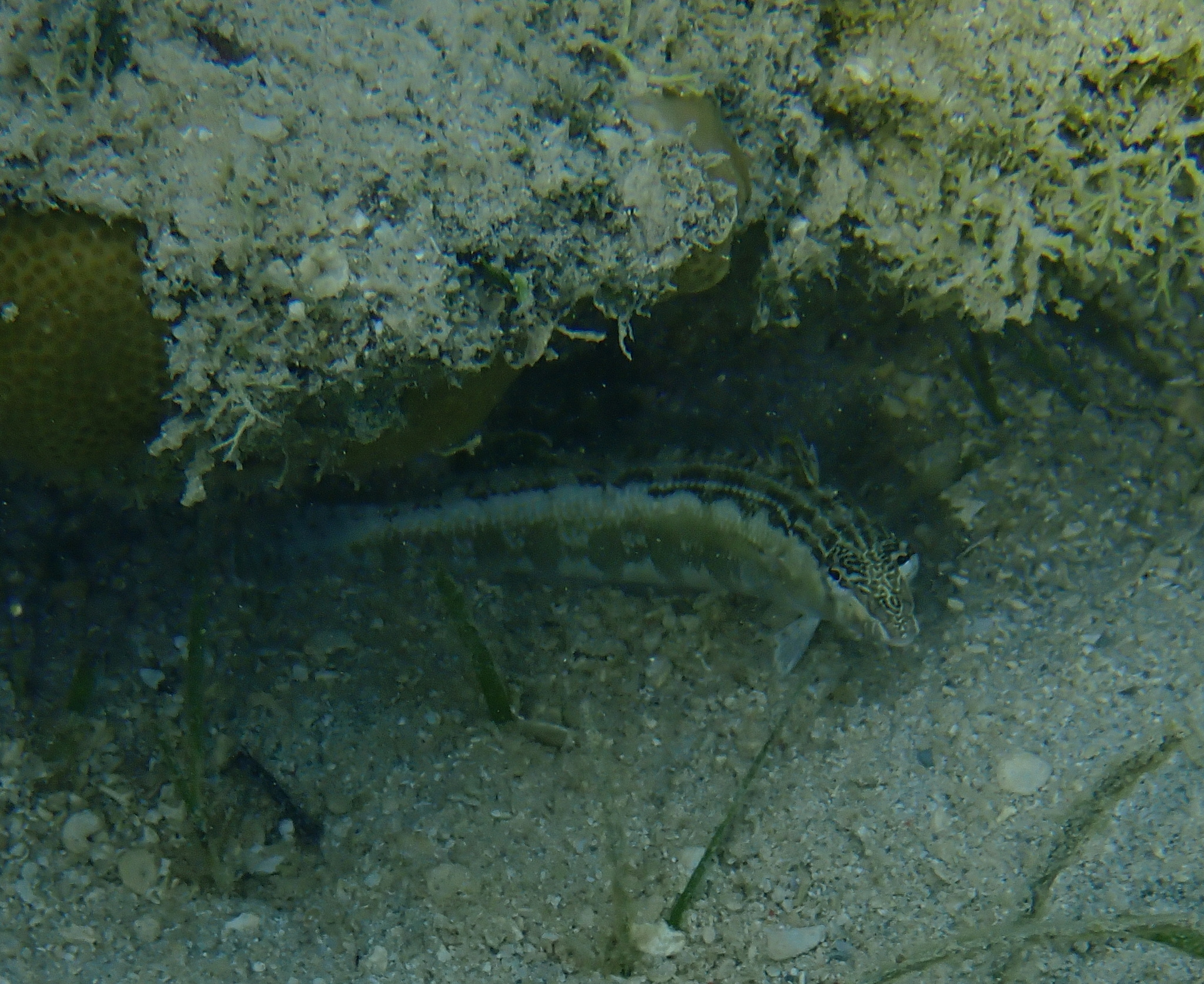 Southern Grubfish photo 7