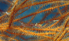 Manipontonia psamathe