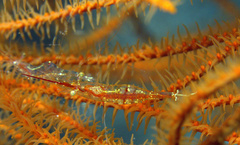 Manipontonia psamathe