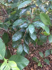 Elaeocarpus mastersii