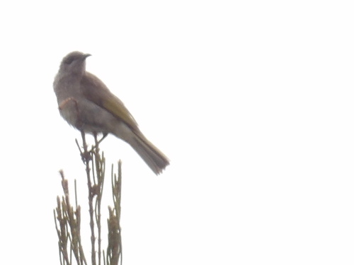 Brown Honeyeater (Lichmera indistincta), photo 4