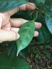 Elaeocarpus mastersii